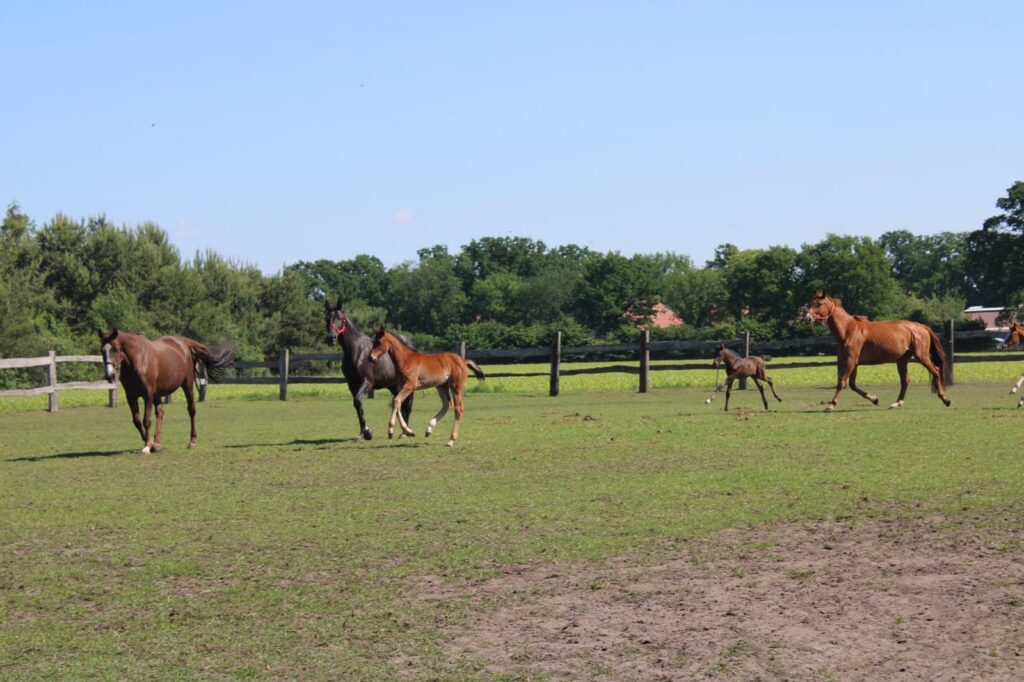 vendita cavalli da dressage