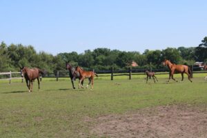 vendita cavalli dressage a Varese