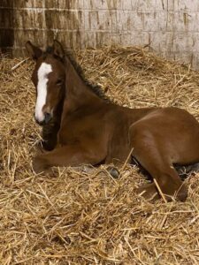 vendita stalloni dressage manto sabino