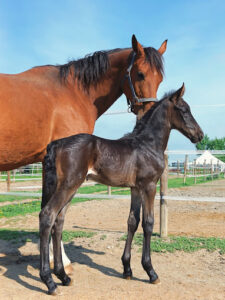 preparazione puledri dressage di 2 anni e mezzo